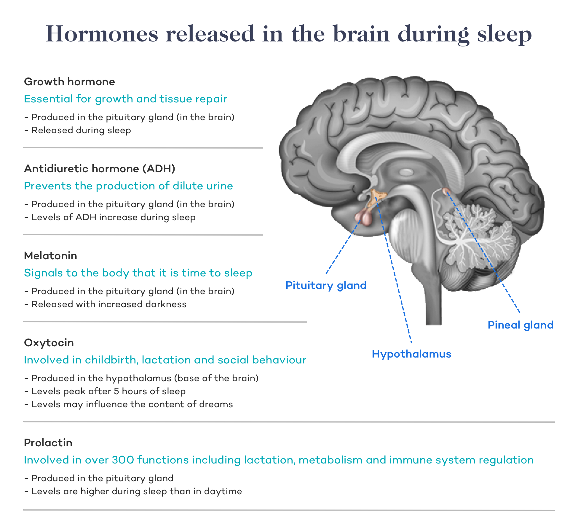 Sleep And Health Everything You Need To Know Dr Robert Kiltz