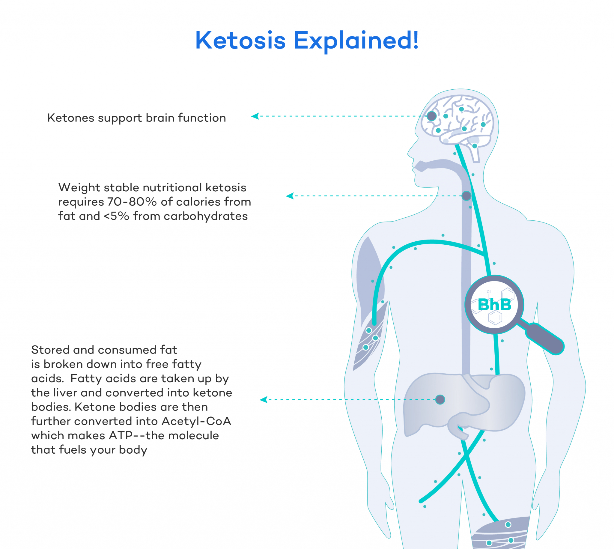 The Ketogenic Diet Beginners Guide To The Keto Lifestyle Dr Robert