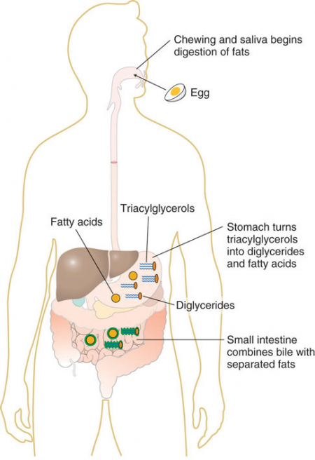 Types Of Fat In Food Everything You Need To Know Dr Robert Kiltz