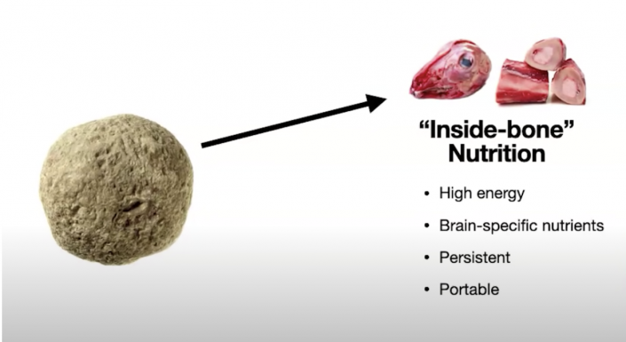 is-animal-fat-good-for-you-the-science-on-why-it-s-the-optimal-food