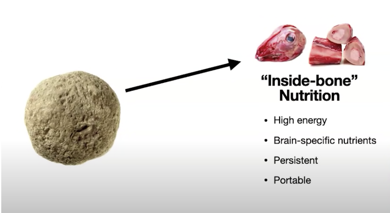 Is Animal Fat Good for You? The Science on Why it's The Optimal Food ...