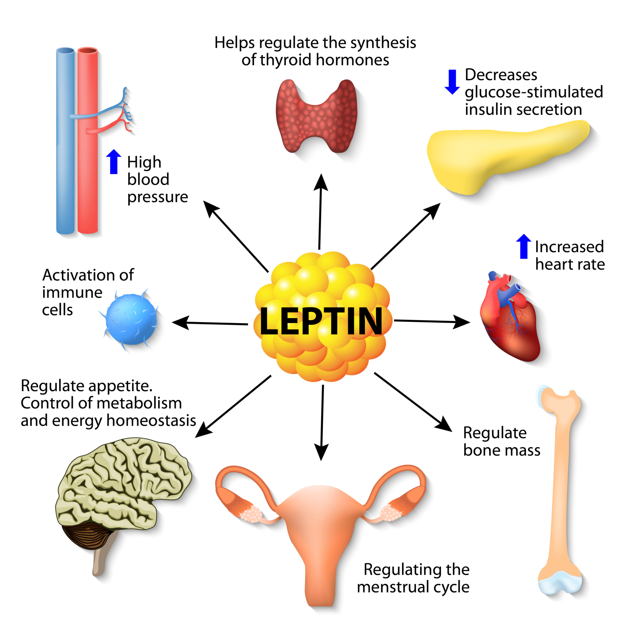 What Is Leptin Resistance And How To Reverse It Dr Robert Kiltz 