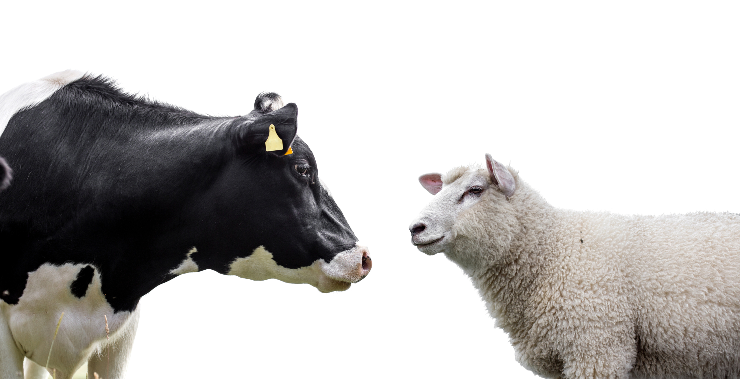 Lamb Vs Beef: Battle Of Two Super-Meats - Dr. Robert Kiltz